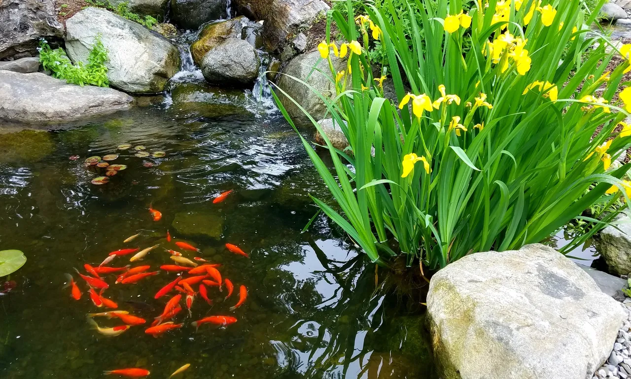A pond with fish and yellow flowers in it.